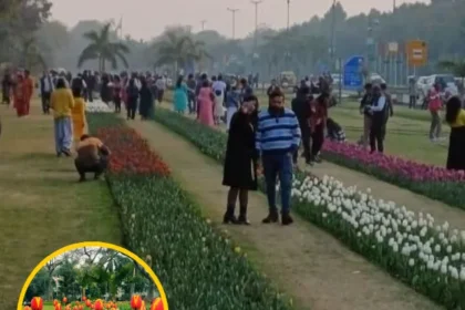 Delhi Tulip Festival 2024